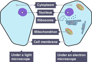 yeast cell diagram gcse