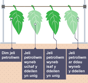 "4 deilen ar wifren. 1 Dim jeli petroliwm. 2 Jeli petroliwm wyneb uchaf y ddeilen yn unig. 3 Jeli petroliwm wyneb isaf y ddeilen yn unig. 4 Jeli petroliwm ar ddau wyneb y ddeilen "