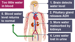 Too little water in blood. Hypothalmus detects water level. Pituitary gland releases ADH.  More water reabsorbed by kidneys. Less water lost in urine.  Blood water level returns to normal.