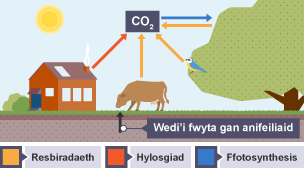 Carbon deuocsid yn cael ei amsugno gan gynhyrchwyr i wneud carbohydradau mewn ffotosynthesis