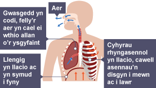 Gwasgedd yn cynyddu, felly gwthio aer allan o'r ysgyfaint. Llengig yn llaesu ac yn symud i fyny. Cyhyrau rhyngasennol yn llaesu gan adael i'r cawell asennau ostwng tuag i mewn a thuag i lawr.