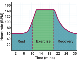 Graph showing the heart rate in BPM of a person at rest, during exercise and after exercise.