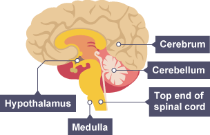 A labelled diagram of the brain