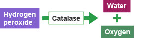 Flow chart that shows how hydrogen peroxide changes to water and oyxgen through a catalase.