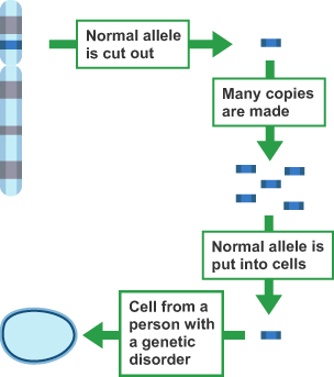 Normal allele is cut out. Many copies are made. Normal allele is put into cells. Cell from a person with a genetic disorder