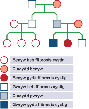 Coeden deulu ffibrosis cystig yn dangos y bobl sy’n cario a’r bobl sy’n dioddef