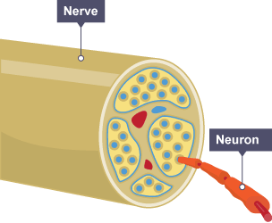 An image of the inside of a nerve