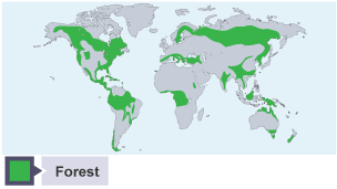 Map shows areas of forest around 2000 CE. There are noticably fewer forest areas than in 8000 BC