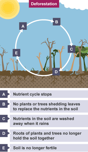 A nutrient cycle after deforestation has occurred.