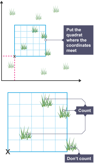 A diagram to demonstrate where you should place a quadrat according to coordinates, and how you should then use the quadrat to count organisms.