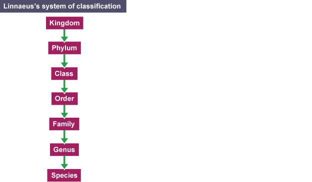 linnaeus classification system for kids