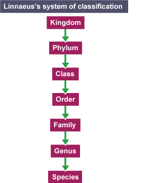 from top to bottom, a list which says: Kingdom, phylum, class, order, family, genus, species