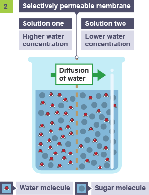 osmosis diagram gcse