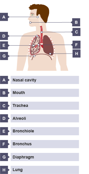 Cross-section of the respiratory system. The nasal cavity, mouth, trachea, alveoli, bronchiole, bronchus, diaphragm and lungs are all shown.