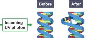 UV light damaging DNA. An incoming photon has split apart some base pairs.