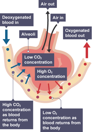 Diagram showing how gases pass through the alveoli and oxygen is transported around the body