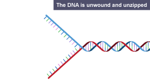 The DNA is unwound and unzipped