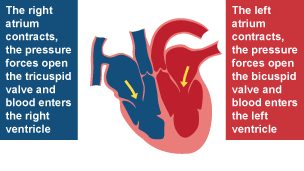 Right atrium contracts, pressure forces open tricuspid valve and blood enters the right ventricle. Left atrium contracts, pressure forces open bicuspid valve and blood enters the left ventricle.