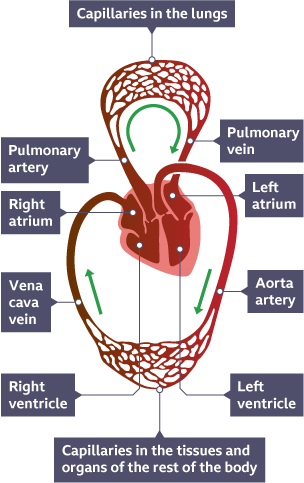 a diagram showing the circulatory system