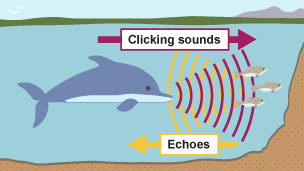 Diagram to show echolocation. A dolphin sends out sound waves in the form of clicking noises, and receives echoes from the fish in front of it.