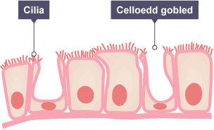 Trawstoriad o gelloedd yn y tracea. Celloedd gobled a'r Cilia wedi'u labelu.