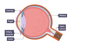 The key features of the human eye