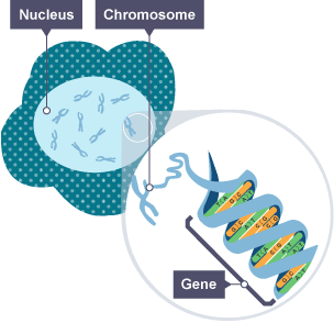 Diagram showing the relationship between the cell, its nucleus, chromosomes in the nucleus, and genes