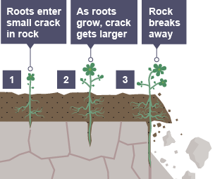 Roots enter small crack in rock. As roots grow, crack gets larger. Rock breaks away.