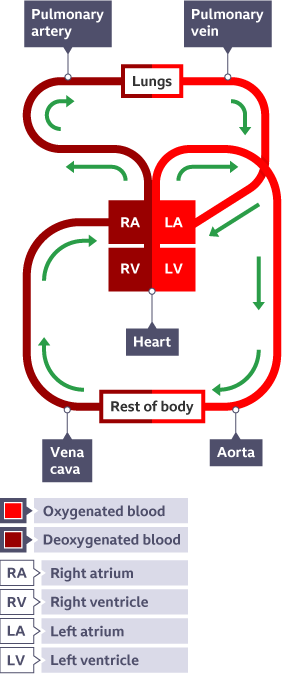 diagram showing: Lungs - Pulmonary vein - Left atrium - Left ventricle- Aorta (artery) - Rest of body - Vena cava (vein) - Right atrium - Right ventricle - Pulmonary artery - Lungs 