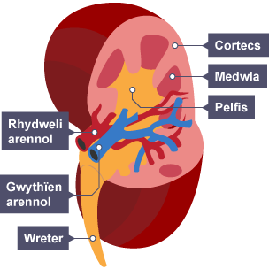 Diagram o aren yn dangos lle mae'r rhydweli arennol yn mynd i mewn i'r aren a lle mae'r wythïen arennol yn gadael. Mae'r cortecs, y medwla a'r wreter hefyd wedi'u labelu.