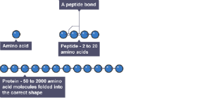 A diagram illustrating amino acids, which are proteins.