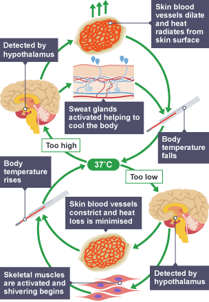 Year 7 - Year 10 Science Controlling Body Temperature Cards