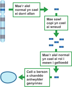 Mae'r alel normal yn cael ei dorri allan. Bydd llawer o gopïau yn cael eu gwneud. Mae’r alel normal yn cael ei roi yn y celloedd. Cell person sydd ag anhwylder genetig