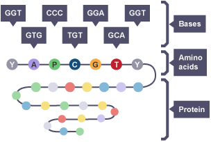 How a protein is produced