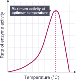 A graph with rate of enzyme activity on the y axis and temperature, centigrade, on the x axis.  The plotted line climbs slowly at approximates 20 degrees until about half way along the x axis. It then climbs steeply reaching optimum temperature before falling steeply back to 0.