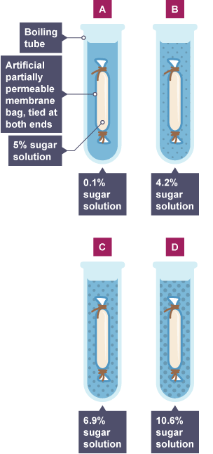 Four bags of partially permeable membranes bags in a different concentrations of sugar solutions