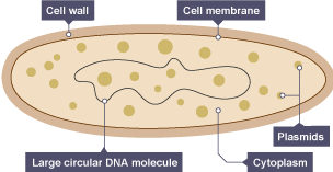 a bacteria cell labelled cell wall, cell membrane, plasmids, cytoplasm, dna molecule