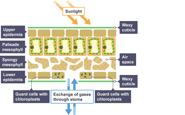 Sunlight hits top level waxy cuticle, below this is upper epidermis, palisade mesophyll, spongy mesophyll, lower epidermis and another waxy cuticle. Guard cells allow exchange of gases through stoma.