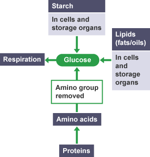 A flow chart showing the different cycles of Gluecose.