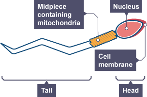 Sperm. Tail and head. Midpiece containing mitochondria. Nucleus. Cell membrane.