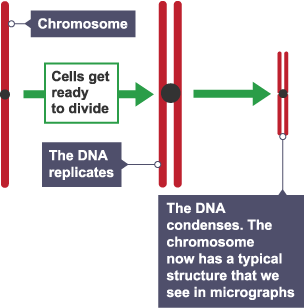 Chromosomes carry genetic information in a molecule called DNA.