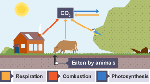 Stage two of the carbon cycle. Daytime, photosynthesis occurs in the plants. The animals eat the grass.