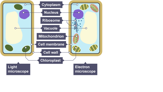 Cell Structure & Transport - Revision Cards in GCSE Biology