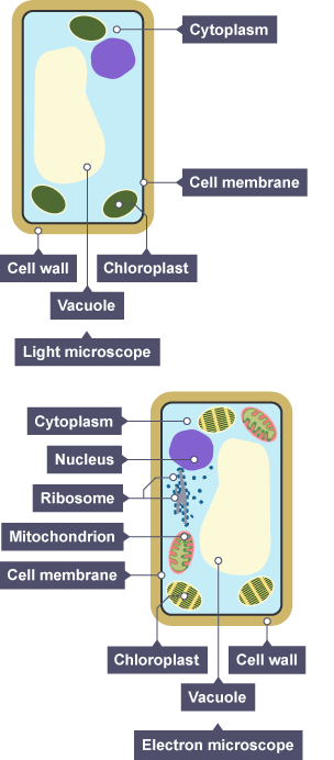 plant cell mitochondria microscope