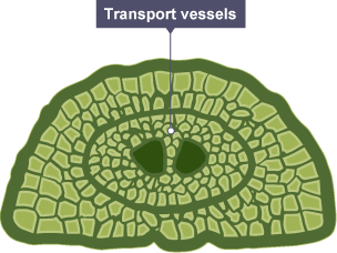 A diagram of a pine leaf