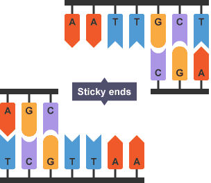 A DNA sequence is cut at a section with unpaired nucleotides, which causes sticky ends to occur.