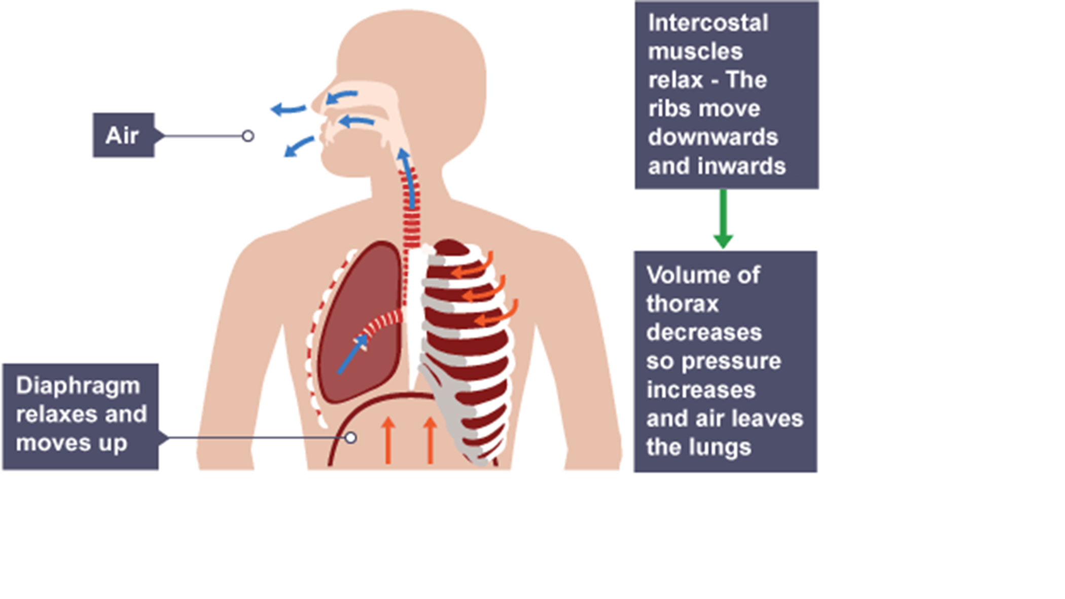 Diagram showing exhalation: diaphragm and intercostal muscles relax, ribs move down and in, thorax volume decreases, pressure rises, and air is pushed out of the lungs.