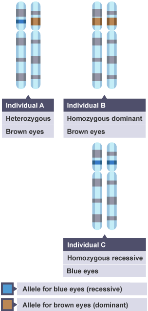 Individual A; Heterozygous, Brown eyes. Individual B; Homozygous dominant, Brown eyes. Individual C; Homozygous recessive, Blue eyes. Allele for blue eyes (Recessive). Allele for brown eyes (dominant)