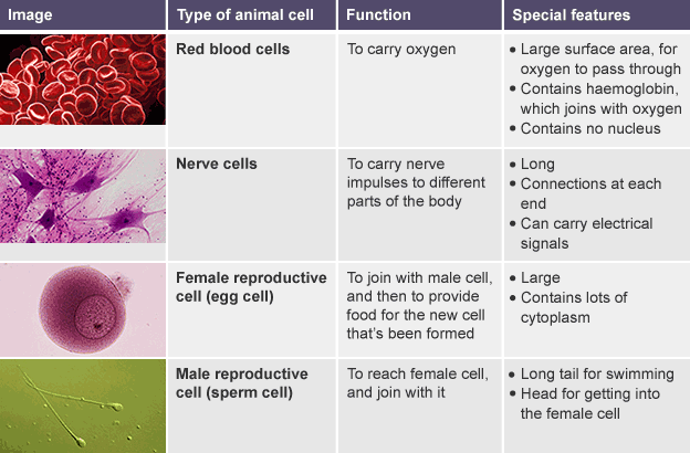 Cell Diagram Bbc Bitesize Image collections - How To Guide 