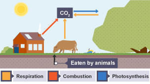 Animals feed on plants, passing the carbon compounds along the food chain. Most carbon they consume is exhaled as carbon dioxide during respiration. The animals and plants eventually die.